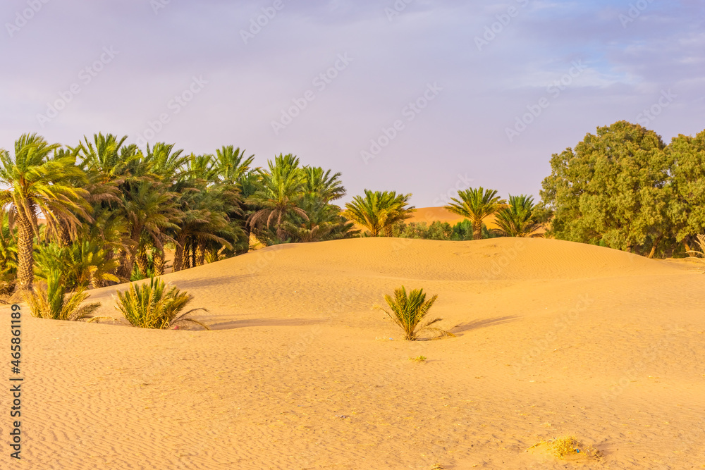 Palms in the dunes of the Sahara Desert, Merzouga, Morocco Palms in the dunes of the Sahara Desert, Merzouga, Morocco