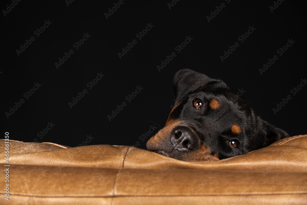 Fototapeta premium portrait of a dog