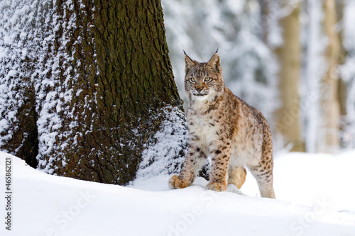 Photography Lynx in snowy forest