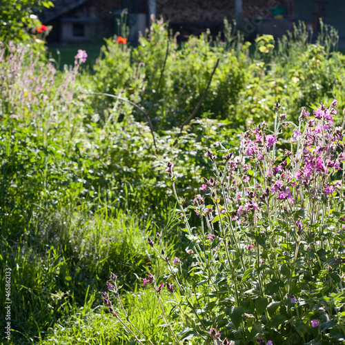 Wild garden with beautiful meadow flowers -  red campion  cornflower and many other.