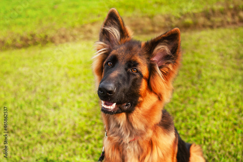 Portrait of a young German shepherd dog.