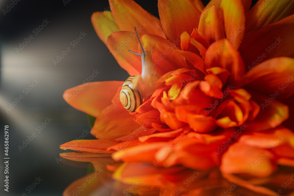 Fototapeta premium Escargot sur une fleur orange en tissu 