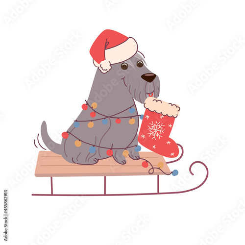 Christmas card with dog schnauzer holding a sock for gifts. vector greeting card in flat style on white background