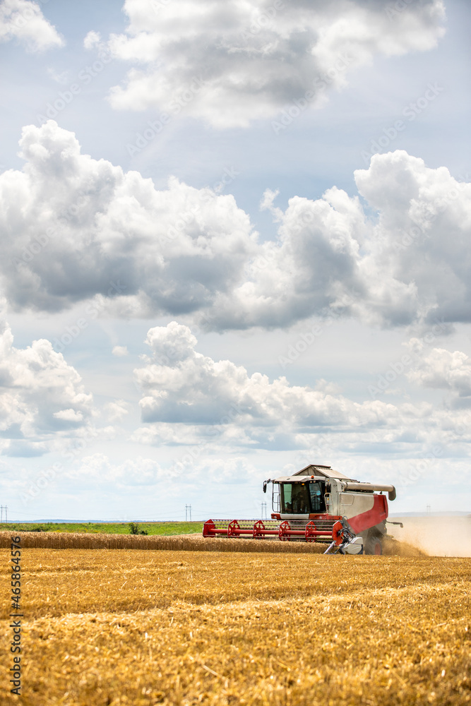 Fototapeta premium Combine harvester in action on wheat field. Harvesting is the process of gathering a ripe crop from the fields.