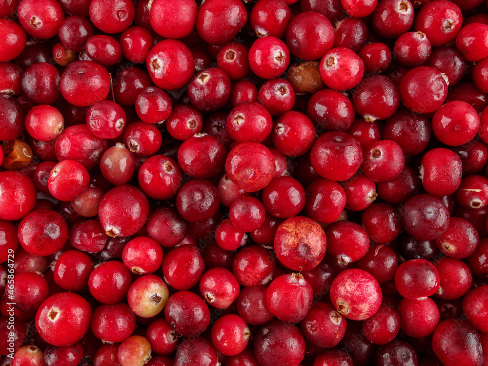 Cranberry berries are used for the preparation of fruit drinks, juices, kvass, extracts, jelly, these are good sources of vitamins, selective focus, close-up Cranberry berries are used for the preparation of fruit drinks, juices, kvass, extracts, jelly, these are good sources of vitamins, selective focus, close-up