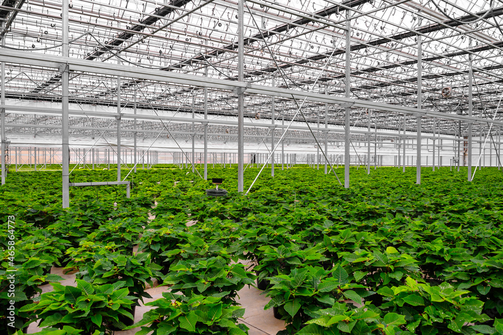 greenhouse with plants greenhouse with plants