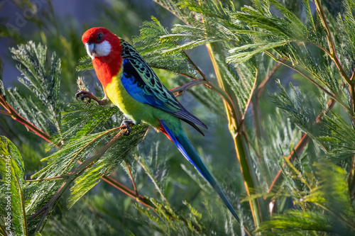 A beautiful Rosella feeding in a tree in Melbourne Australia