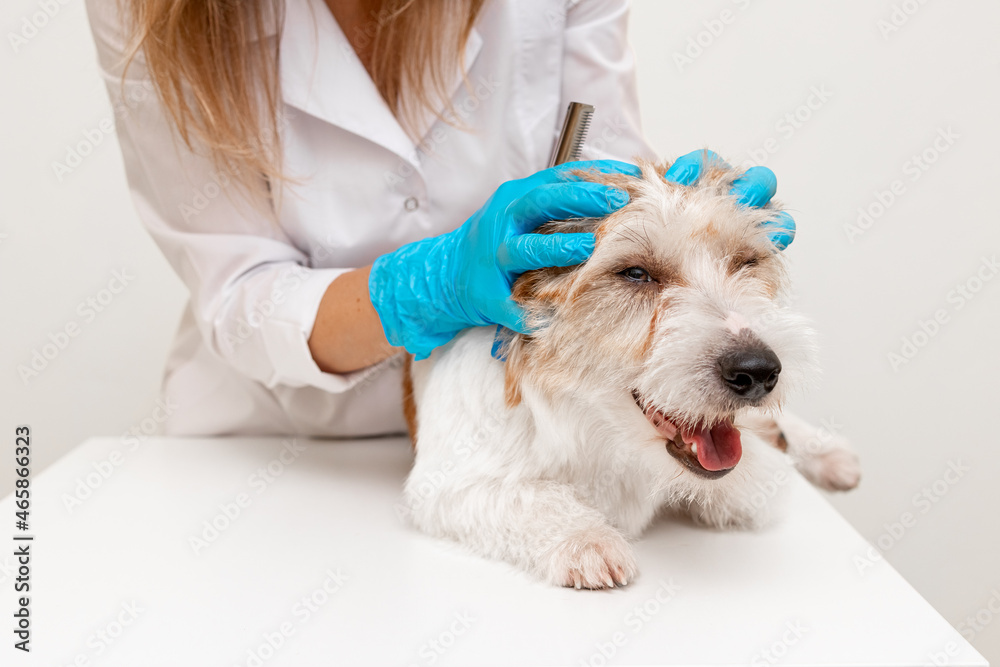 Grooming procedure in a veterinary clinic. Girl in blue gloves and a white coat stroking Jack Russell Terrier on the table before cutting Grooming procedure in a veterinary clinic. Girl in blue gloves and a white coat stroking Jack Russell Terrier on the table before cutting