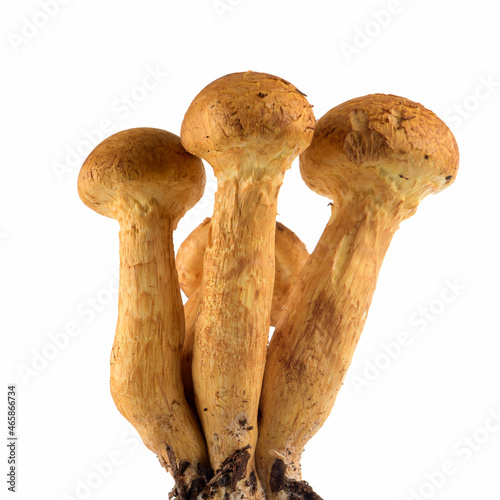 Gymnopilus junonius photo