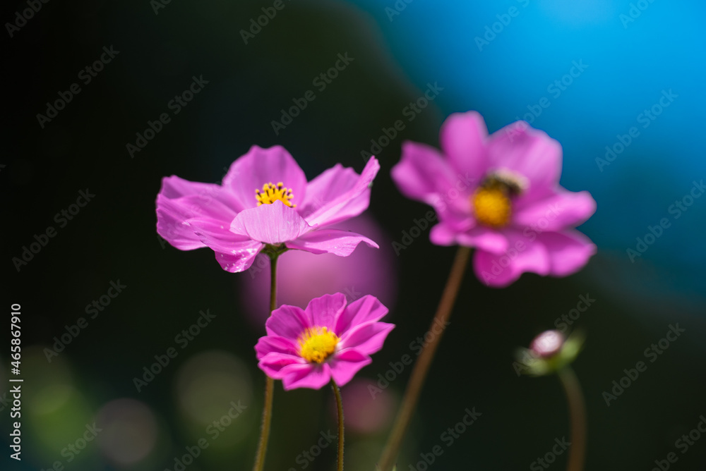 Fototapeta premium Flowers and nature