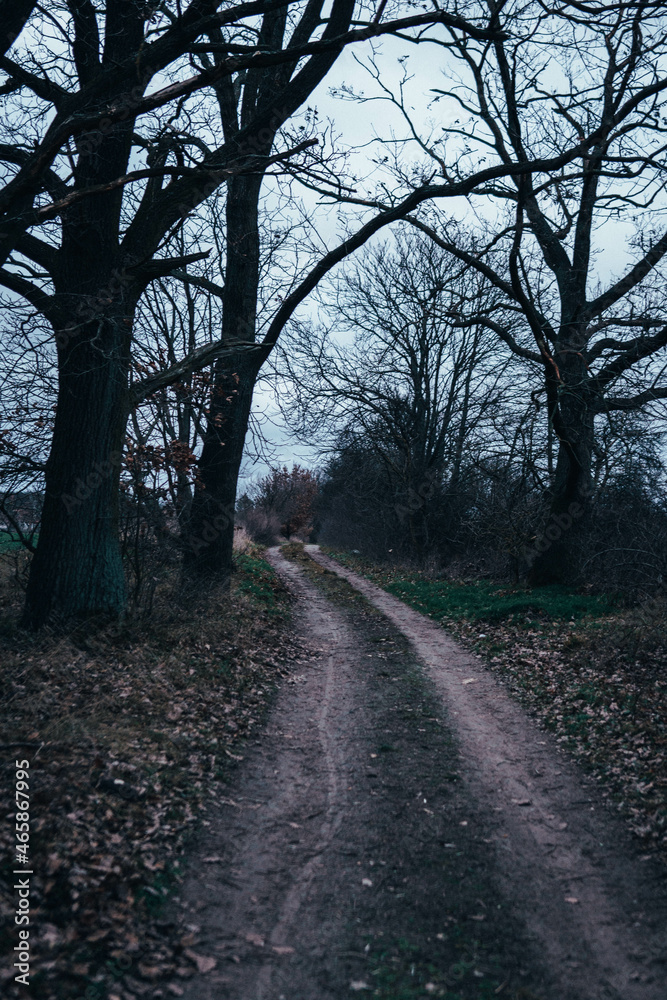 Fototapeta premium Natur und Tiere In Brandenburg