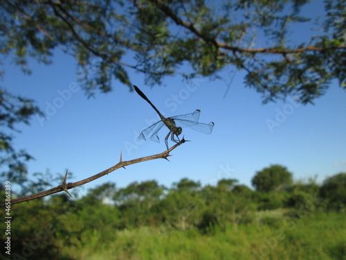 dragon-fly