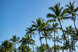Palms landscape with sunny tropic paradise. Palm trees on blue sky, palm at tropical coast, coconut tree.