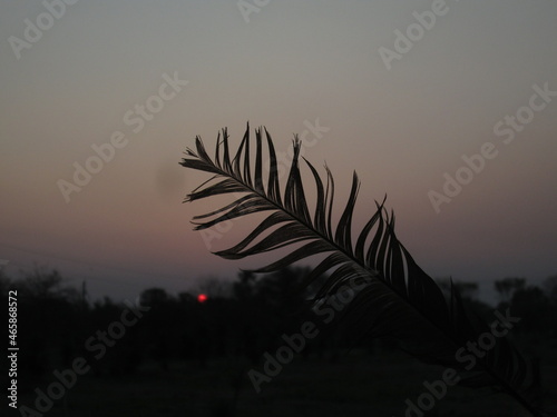 black feather