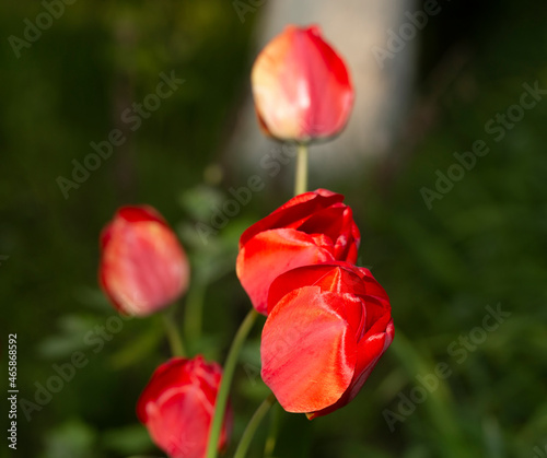 A flower bed with red tulips. Flowering of cultivated plants.