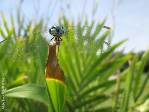 snail on a grass