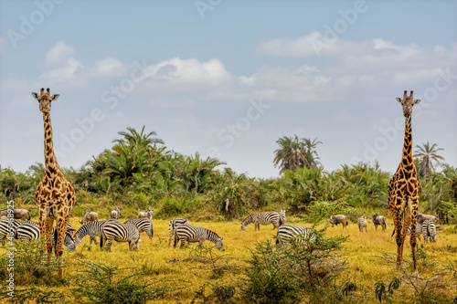 African Safari Animals in Amboseli National Park photo