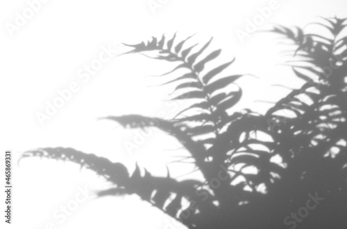 シダ植物の葉っぱの影、シャドウアート