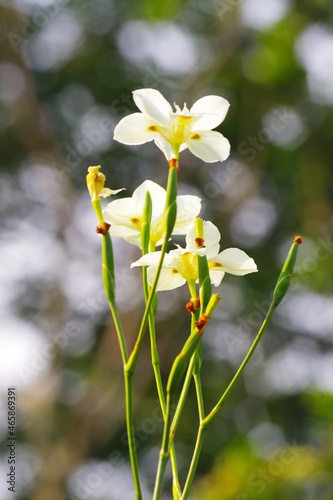Moréia Branca no Jardim (Dietes Iridioides)