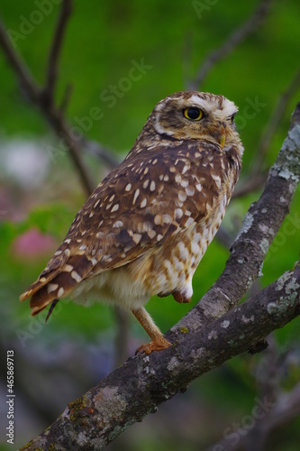Coruja-Buraqueira (Athene cunicularia) ao por do sol