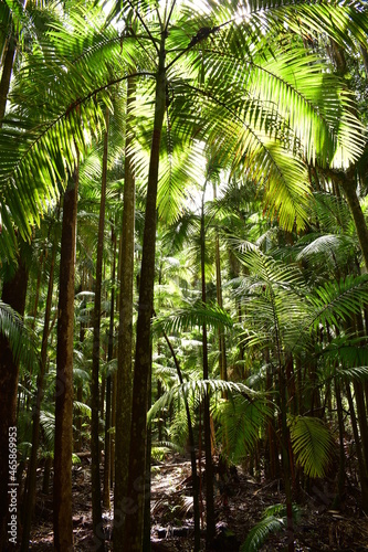 piccabeen palms in a subtropical rainforest with dappled sunlight