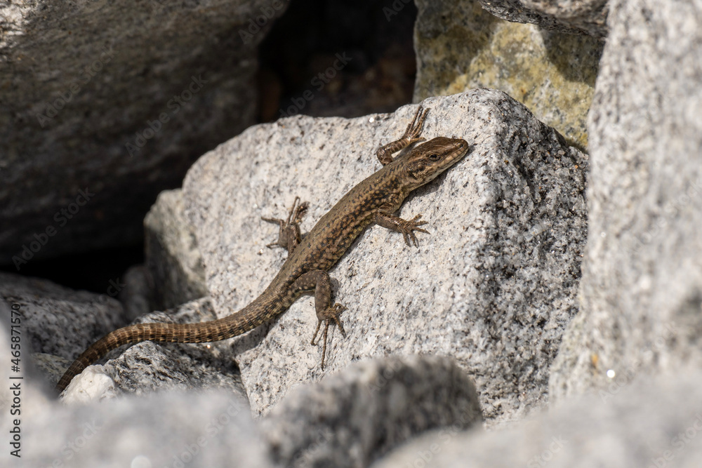 lizard on a rock lizard on a rock