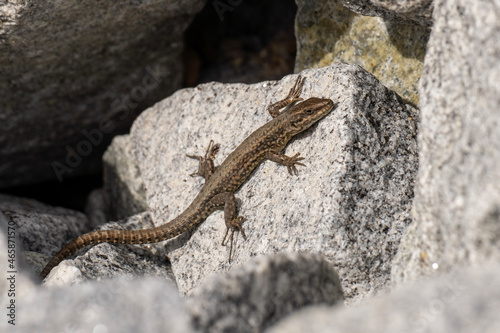 lizard on a rock © José Eduardo Fontes