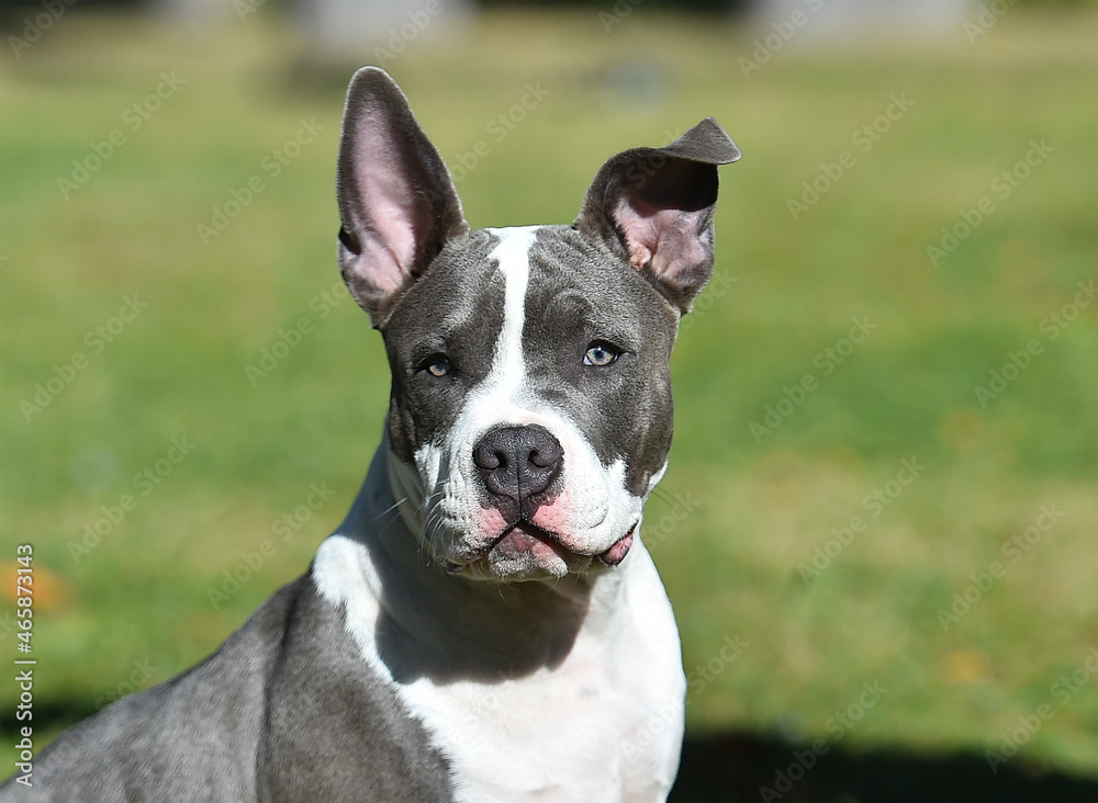 beautiful american  bully dog