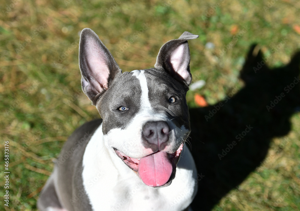 beautiful american  bully dog