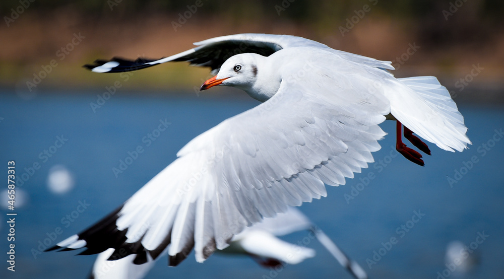 Seagull Seagull