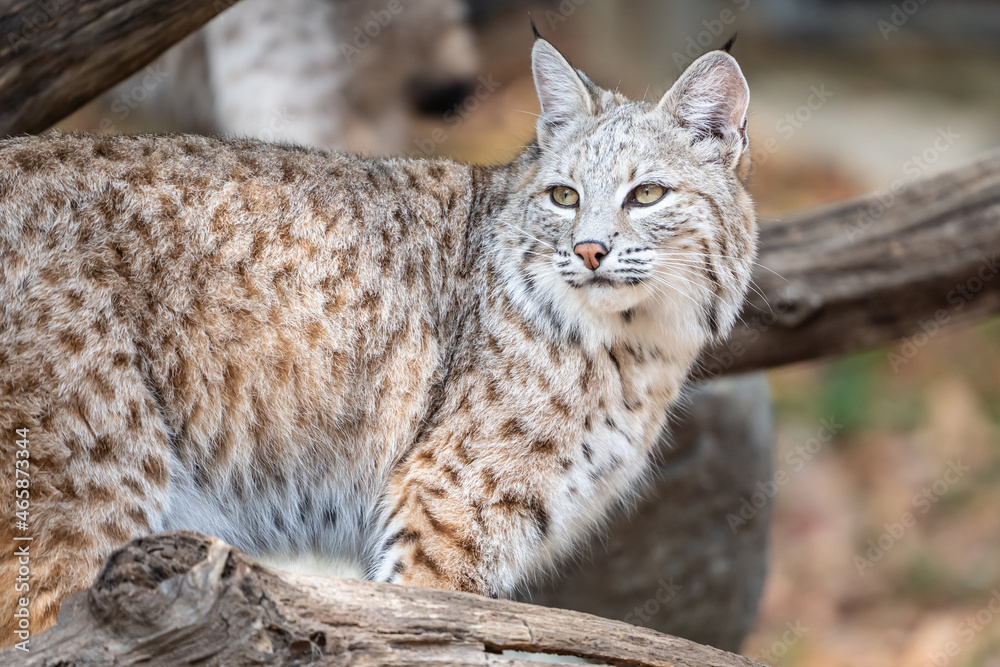 Obraz premium North American bobcat (lynx rufus) standing on log near den