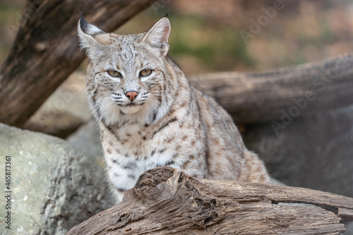 North American bobcat (lynx rufus) standing on log near den © Lee