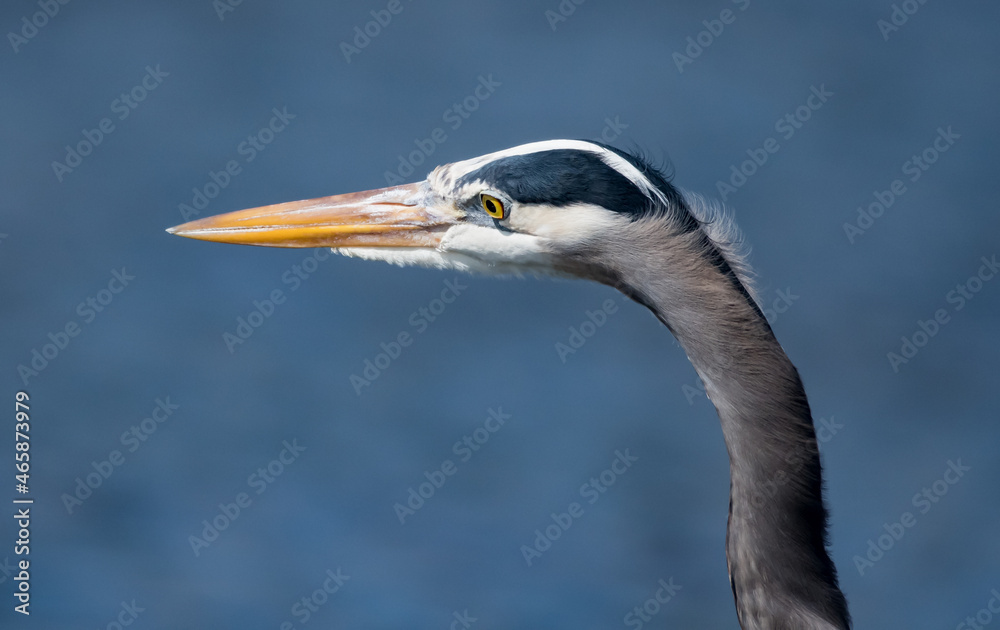 Closeup of Great Blue Heron's Head Closeup of Great Blue Heron's Head