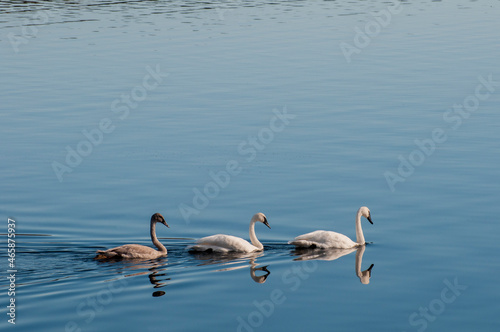 Trumpeter Swans with their young swan following on a mirror like lake.