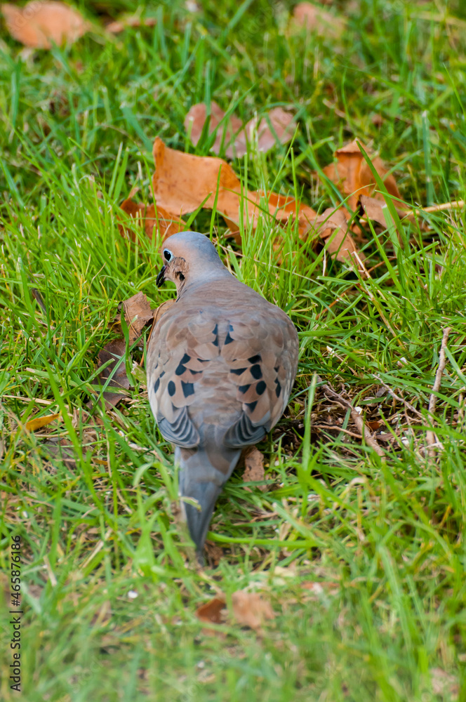 Obraz premium Male Mourning dove looking for bird seed to eat on the ground