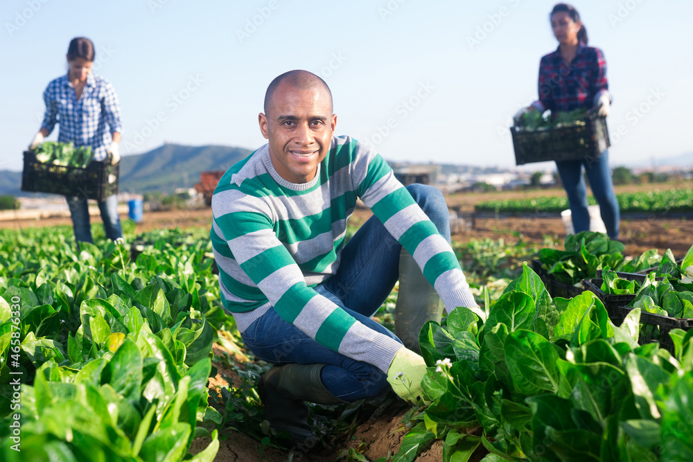 Farmer and his assistant harvesting ripe mangold on farm plantation