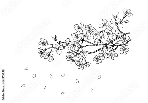 桜のペン画　ラインアート