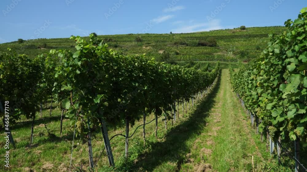 vineyards in Wachau valley in late summer near Dürnstein, Austria vineyards in Wachau valley in late summer near Dürnstein, Austria
