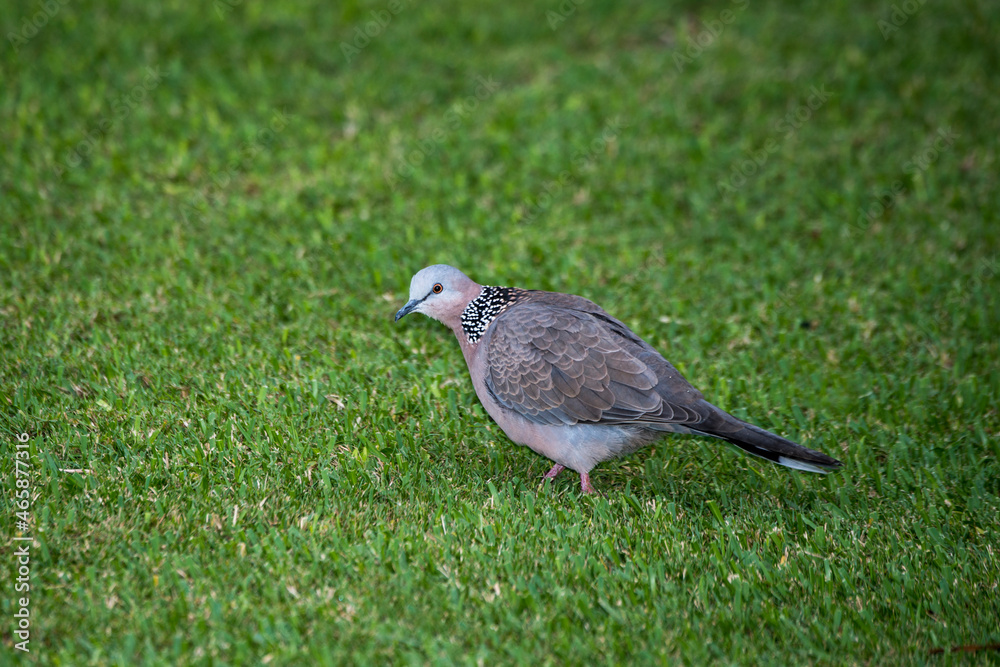 Spotted dove looking for food on the ground in Hawaii Spotted dove looking for food on the ground in Hawaii