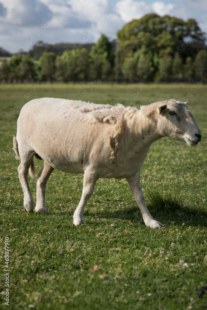 Obraz premium Working farm