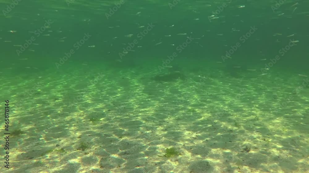 Beautiful sun glare on the seabed, numerous schools of Atherina pontica fish in the water column. Black Sea, Odessa Bay Beautiful sun glare on the seabed, numerous schools of Atherina pontica fish in the water column. Black Sea, Odessa Bay