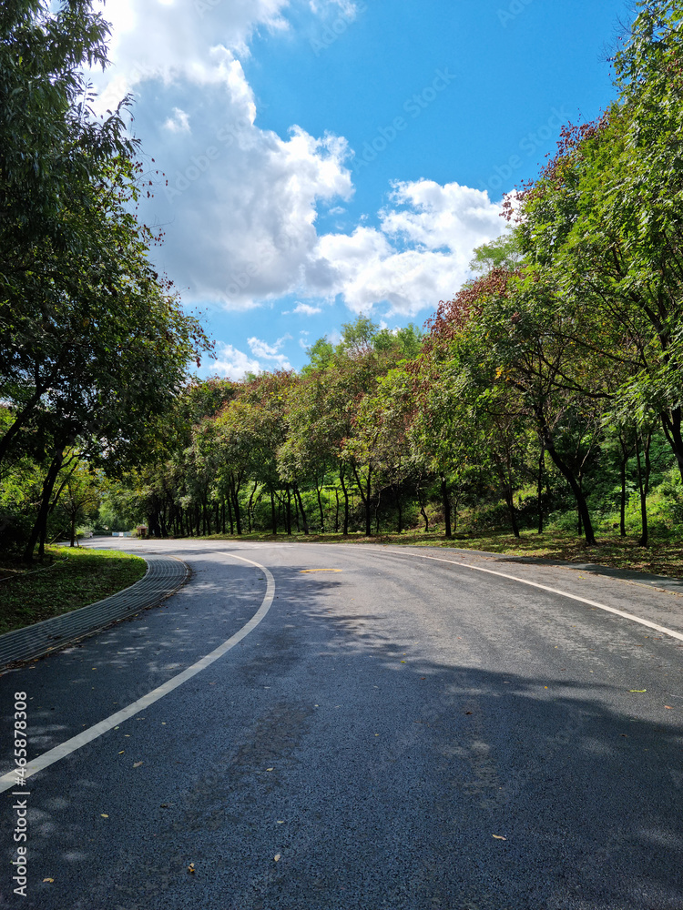 A road in the park with a dense forest.