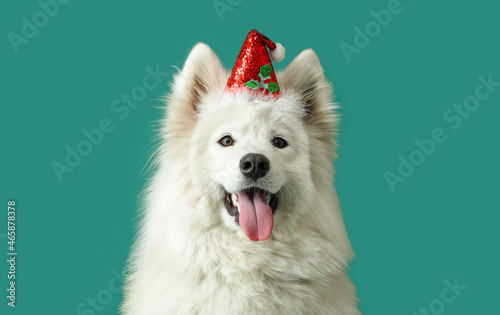 Cute Samoyed dog in Santa hat on color background