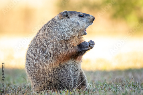 A Groundhog (Marmota monax) makes a funny expression as if it's screaming. Good for an angry or upset meme. photo