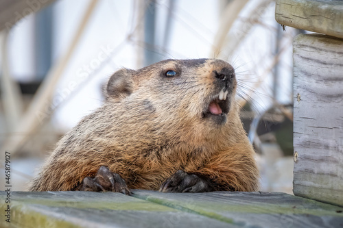 A Groundhog's (Marmota monax) face makes a funny expression as if it's screaming. Good for an angry or upset meme.