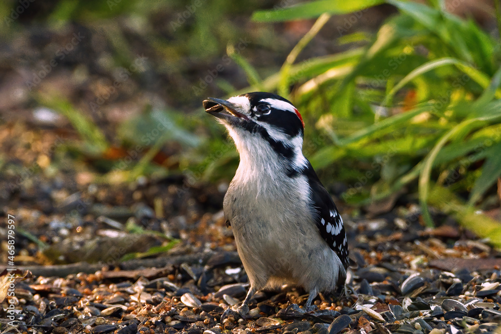 Obraz premium Downy black and white woodpecker with red head (male) on the ground with a seed in its mouth. Captured in a Toronto park.