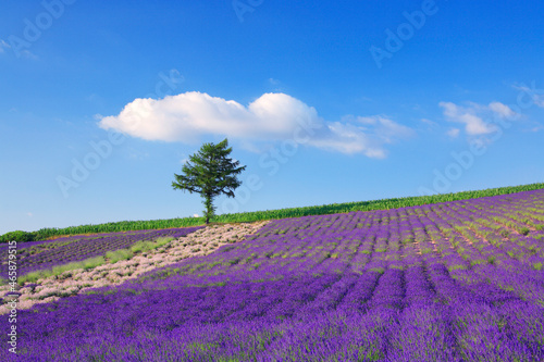 ラベンダー畑と木立, 上富良野町,北海道
