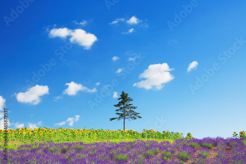 ラベンダー畑と木立, 上富良野町,北海道