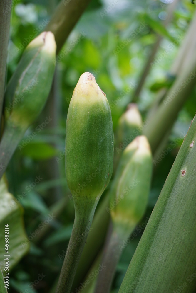 Obraz premium Taro flower (Colocasia esculenta, gothe) with natural background. Colocasia esculenta is a tropical plant grown primarily for its edible corms, a root vegetable most commonly known as taro.