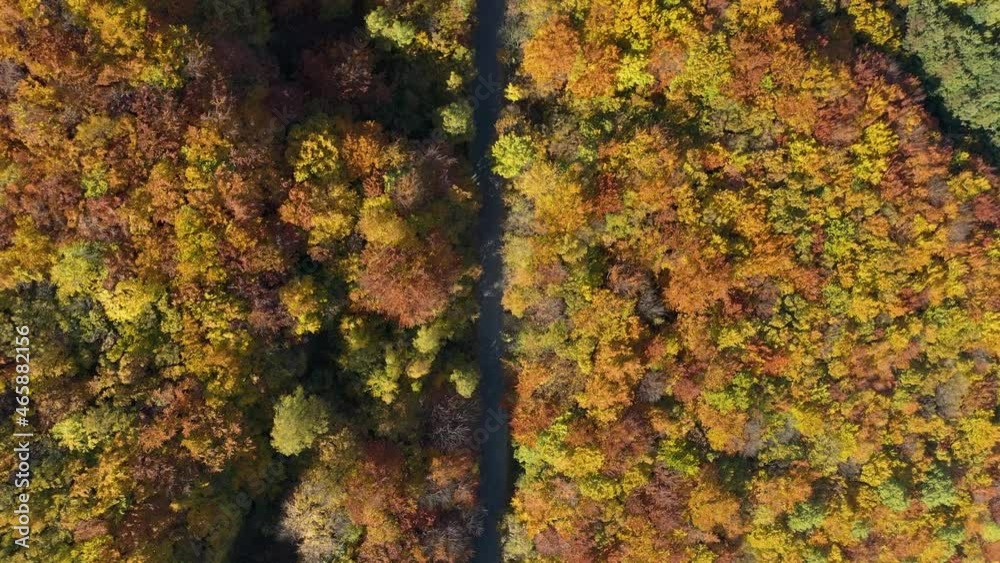 Red, yellow and orange foliage in autumn forest road, aerial top down Red, yellow and orange foliage in autumn forest road, aerial top down